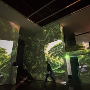 Exposiciones individuales