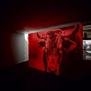 Toro