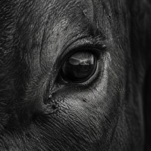 RicardoArispe | Toro